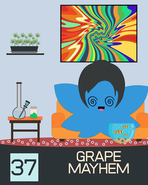 37 GrapeMayhem