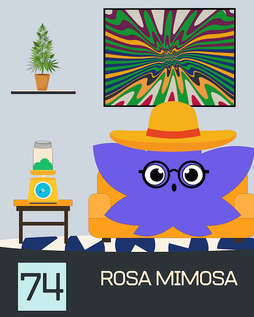 74 RosaMimosa
